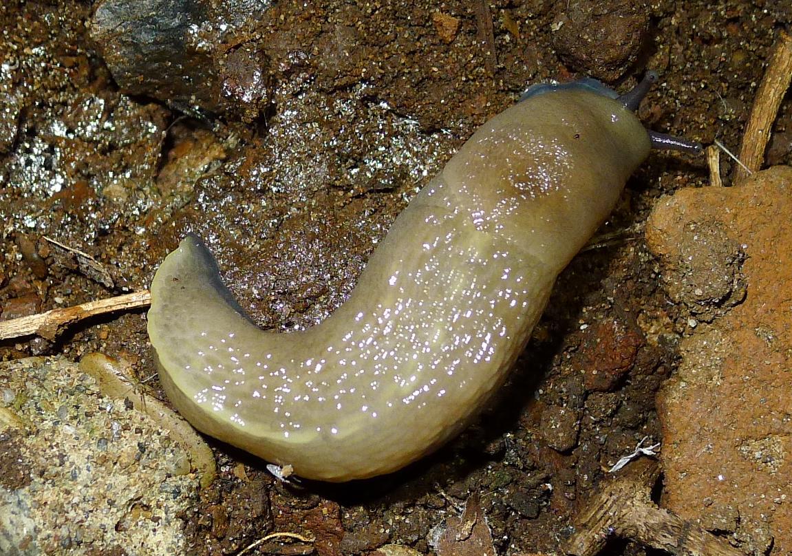 Buon appetito: Limax aldrovandi Moquin-Tandon 1855 e dacampi dal Po (CR)